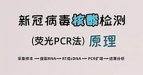 新冠病毒核酸检测(荧光PCR法)原理