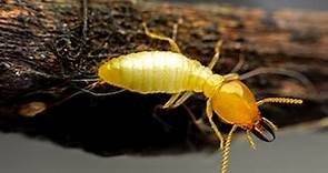 What Does a Termite Look Like? | The Appearance of Termites