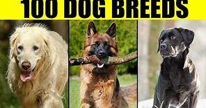 Dog Breeds - List of 100 Most Popular Dog Breeds in the World