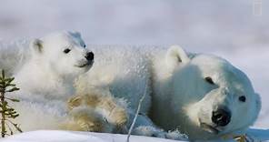 Wild Life con Bertie Gregory, Ep. 4: la lotta per la sopravvivenza di un cucciolo di orso polare