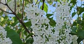 White Lilac - Syringa Vulgaris