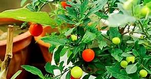 Solanum pseudocapsicum || Winter cherry || Ornamental peppers || Urdu Hindi