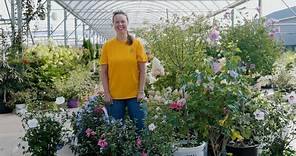 PETITTI Rose of Sharon Spotlight | Grow for Pollinators, Blooms & Drought Tolerance