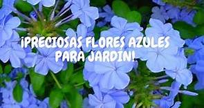 Plumbago: cuidados básicos en casa | ¡Arbusto precioso lleno de flores azules!