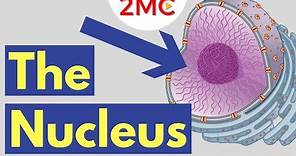 What is the Nucleus | Nucleus Structure and Function