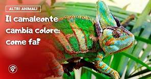 Il Camaleonte cambia colore| Amoreaquattrozampe.it