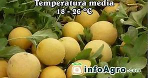 Cultivo del melón. 1ª parte