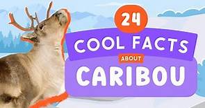 24 Cool Facts About Caribou | Fun Animal Facts For Kids