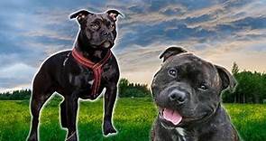 Review of English Staffordshire Bull Terrier | Animal Kingdom