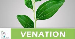 Venation of leaf