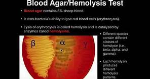 Microbiology: Hemolysis/Blood Agar