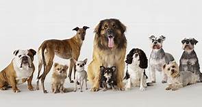 200  Dog Breeds Feature All Types of Dogs