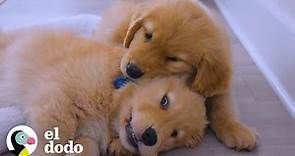 Cachorros Golden Retriever pequeños crecen hasta pesar más de 30 kg I El Dodo
