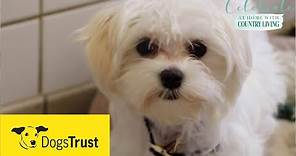 Rescue dogs meet & greet with Dogs Trust