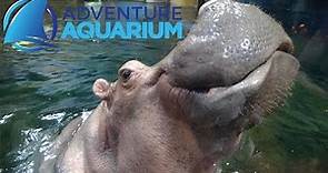 Adventure Aquarium (Camden, NJ) Tour & Review with The Legend
