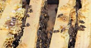 Beginner Beekeeping: Dave's Hive Inspection