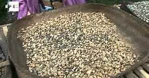 "Kopi Luwak": de las heces de civeta al café más caro del mundo