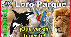 Loro Parque Tenerife, Orca Show, 🐋 Mejor parque temático DEL MUNDO 🐋