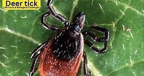 What's So Interesting About Deer tick?