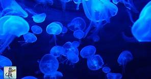 Jellyfish Aquarium ~ Relaxing Music for Sleep, Study, Meditation & Yoga • Screensaver • 3 HOURS