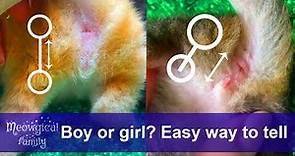 How to tell if a kitten is female or male? Easy way! ☀️