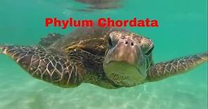 Phylum Chordata-Which animals belong?