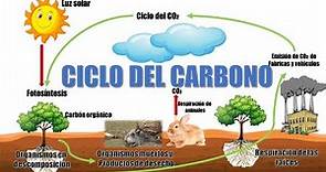 "¿Qué es el ciclo del carbono y sus etapas" ( Ciclo geológico y ciclo biológico)