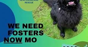 We urgently need fosters... - National Newfoundland Rescue