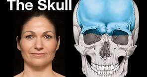 Skull bones, sutures and landmarks