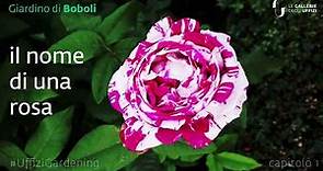 Rose antiche e moderne del Giardino di Boboli