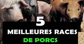 Les Races de Porc qui rapportent beaucoup aux éleveurs [Elevage des porcs - Top 5]