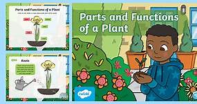 Parts of a Plant PowerPoint