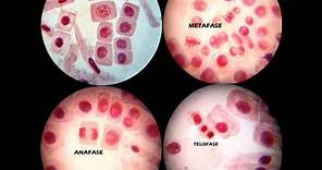 MITOSIS PRÁCTICA DE LABORATORIO