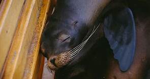 Sea Lion Fact Sheet