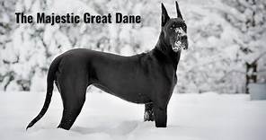 Giant and Graceful: Incredible Facts About Great Danes