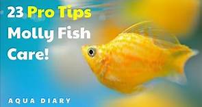 23 Essential Tips For Molly Fish Owners!