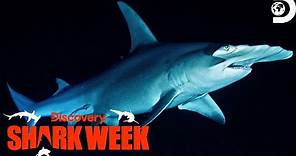 Unforgettable Moments from Shark Week 2023 | Shark Week 2023 | Discovery