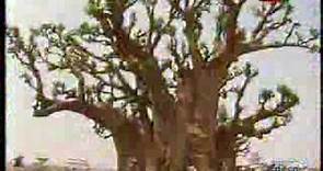 A la decouverte du Baobab un arbre mystique et Embleme du Senegal