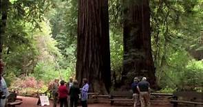 Muir Woods National Monument Tour