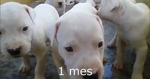 Cachorros Dogo Argentino