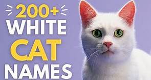 200+ UNIQUE & RARE Names for a WHITE CAT 🤍| Unisex Cat Names for your White Cat