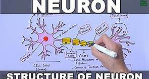 Neuron | Nerve Cell