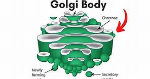 Golgi body Location and Function
