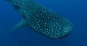 Whale Shark | Planet Earth | BBC Earth