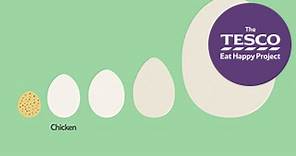 Excellent Eggs: what is an egg?
