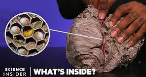 What's Inside A Wasp's Nest | What's Inside?