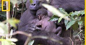 Una madre gorila salvaje cuida de su cría recién nacida | National Geographic en Español