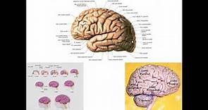 CÓRTEX CEREBRAL PARTE 1 - INTRODUÇÃO