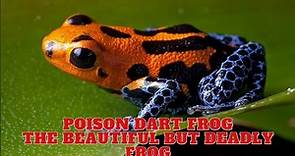Poison Dart Frog | The Beautiful But Deadly Frog.