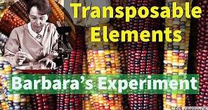Genetics || Barbara McClintock's Experiment || Discovery of Transposable elements in Maize.